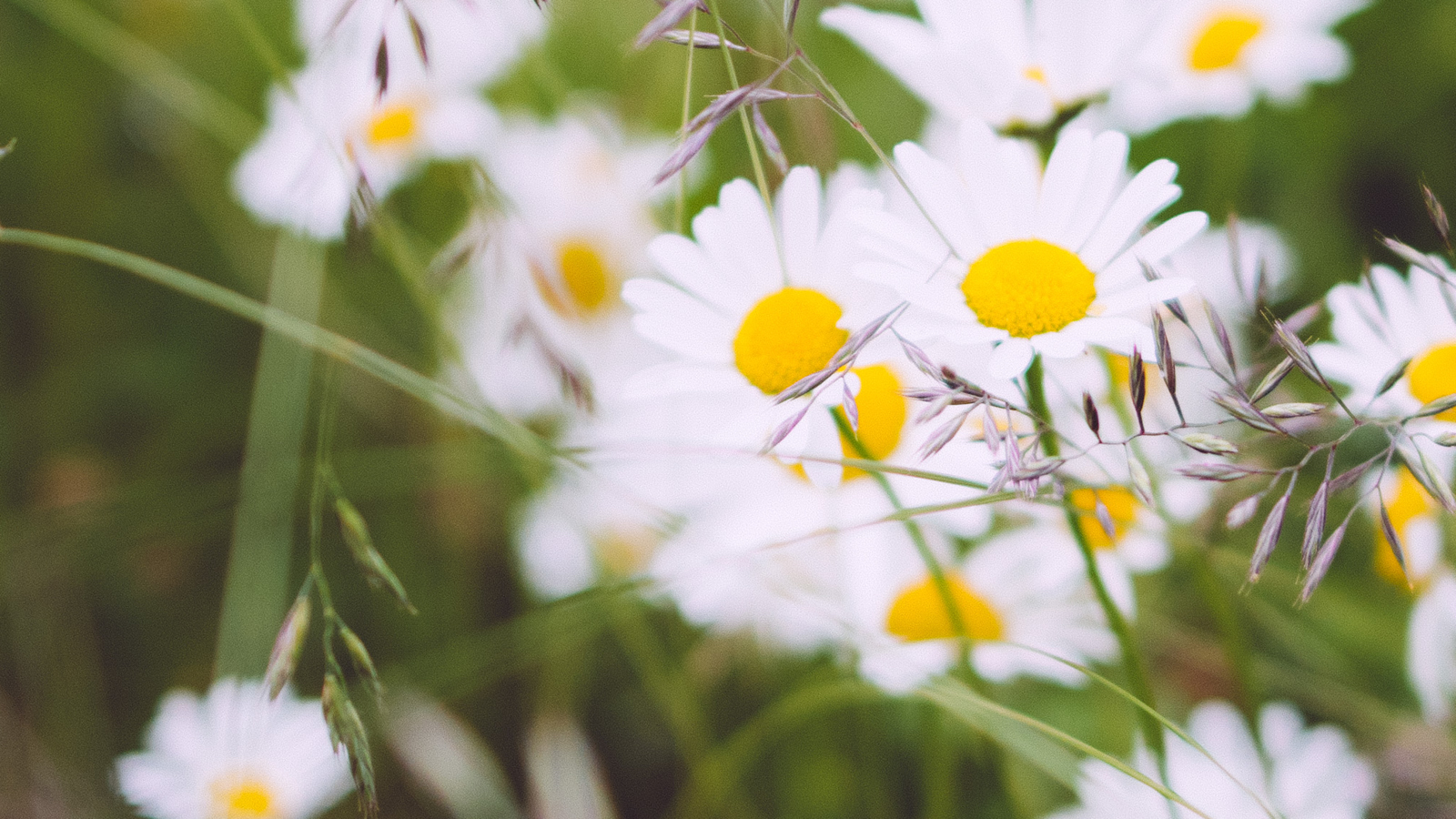16x9_daisies